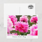 Common Garden Peony Postkarte (Vorne/Hinten)