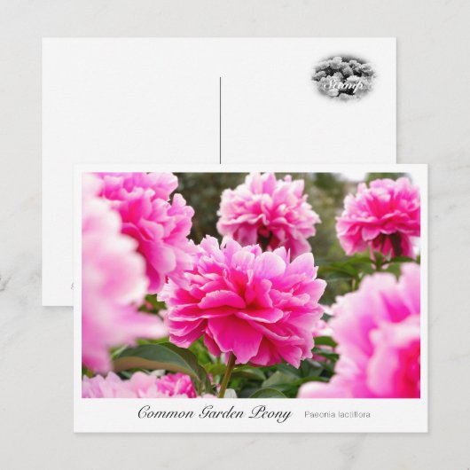 Common Garden Peony Postkarte (Vorne/Hinten)