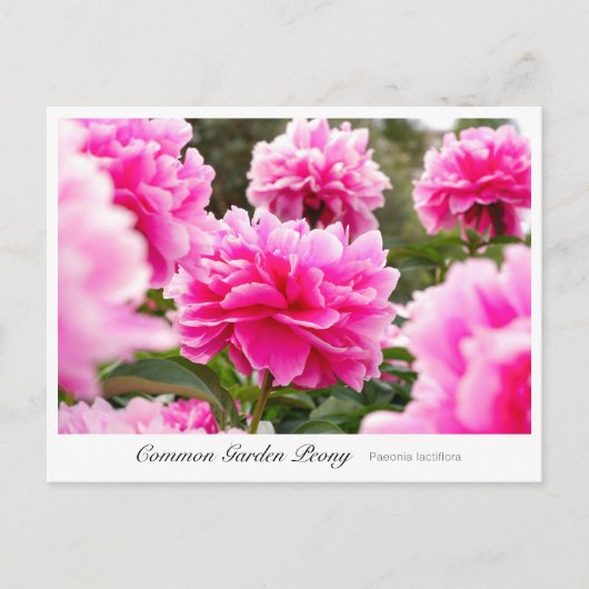 Common Garden Peony Postkarte (Vorderseite)