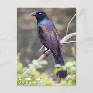 Common Grackle Postkarte