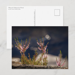 Common Heather Nature Photo Postkarte