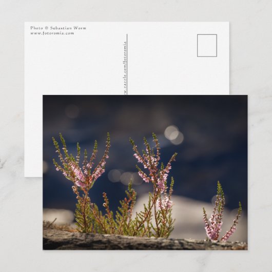 Common Heather Nature Photo Postkarte (Vorne/Hinten)