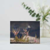 Common Heather Nature Photo Postkarte (Stehend Vorderseite)