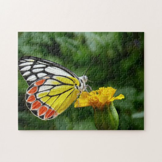 Common Jezebel Butterfly. Puzzle (Horizontal)