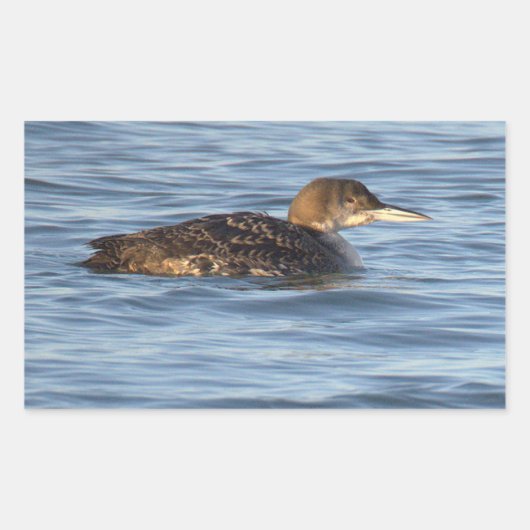 Common Loon Bird Stickers (Vorderseite)