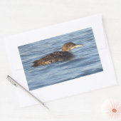 Common Loon Bird Stickers (Umschlag)