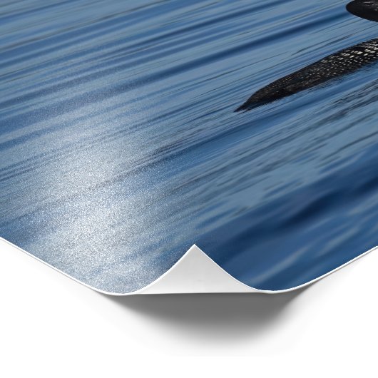 Common Loon, Guemes Island, WA Fotodruck (Ecke)