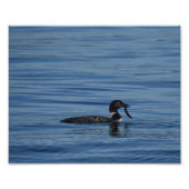 Common Loon, Guemes Island, WA Fotodruck (Vorne)