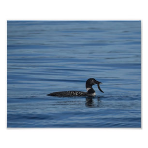 Common Loon, Guemes Island, WA Fotodruck