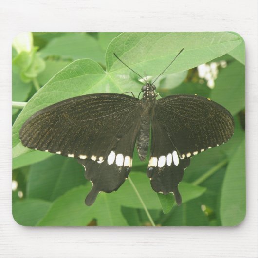 Common Mormon Butterfly Mousepad (Vorne)