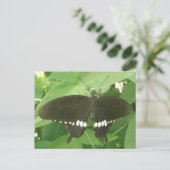 Common Mormon Butterfly Postcard Postkarte (Stehend Vorderseite)