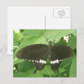 Common Mormon Butterfly Postcard Postkarte (Vorne/Hinten)
