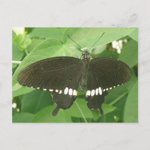 Common Mormon Butterfly Postcard Postkarte