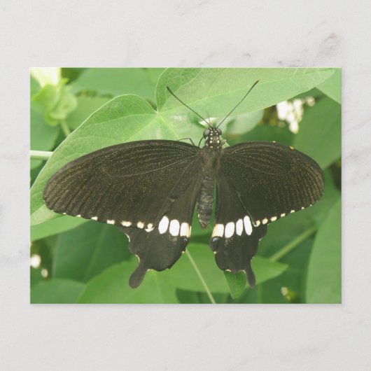 Common Mormon Butterfly Postcard Postkarte (Vorderseite)