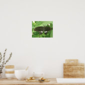 Common Mormon Butterfly Print Poster (Küche)