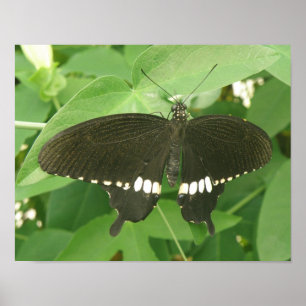 Common Mormon Butterfly Print Poster