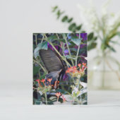 Common Mormon: Postkarte (Stehend Vorderseite)