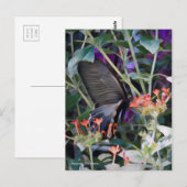 Common Mormon: Postkarte (Vorne/Hinten)