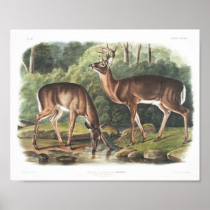 Common or Virginian Deer American Fauna Vintage Poster