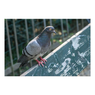 Common Pigeon Perched on a Wooden Bench in the Par Fotodruck