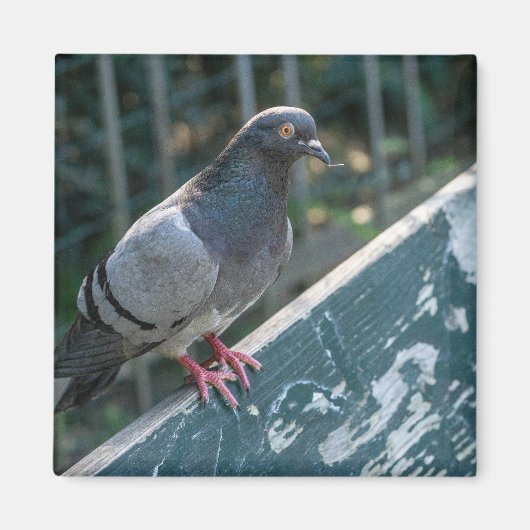 Common Pigeon Perched on a Wooden Bench in the Par Magnet (Vorne)