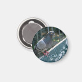 Common Pigeon Perched on a Wooden Bench in the Par Magnet (Vorderseite/Rückseite)