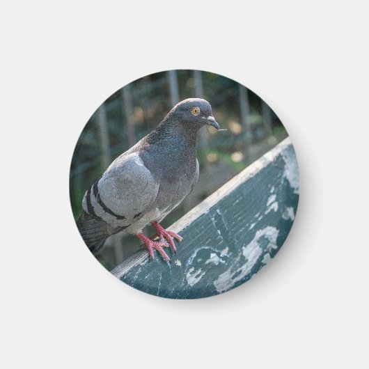 Common Pigeon Perched on a Wooden Bench in the Par Magnet (Vorne)