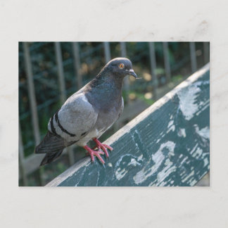 Common Pigeon Perched on a Wooden Bench in the Par Postkarte