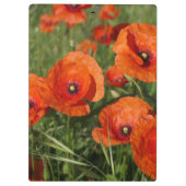 Common Poppies Klemmbrett (Rückseite)