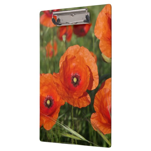 Common Poppies Klemmbrett (Links)
