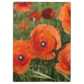 Common Poppies Klemmbrett (Rückseite)