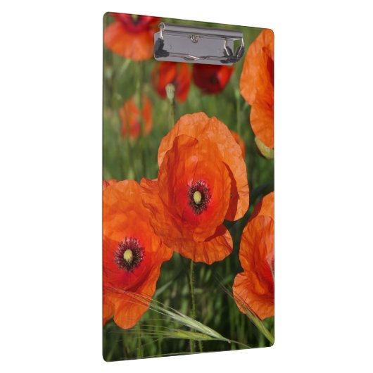 Common Poppies Klemmbrett (Rechts)