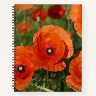 Common Poppies Notizblock