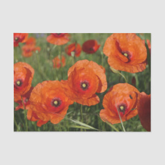 Common Poppies  Seidenpapier