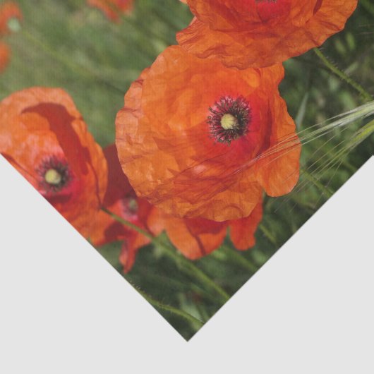 Common Poppies  Seidenpapier (Ausschnitt)