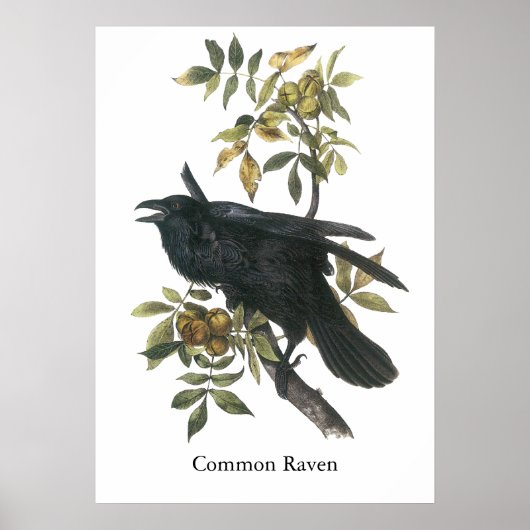 Common Raven, John audubon Poster (Vorne)