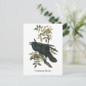 Common Raven, John audubon Postkarte (Stehend Vorderseite)