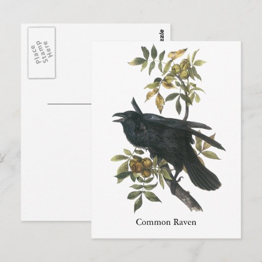 Common Raven, John audubon Postkarte (Vorne/Hinten)