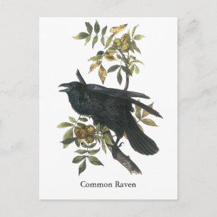 Common Raven, John audubon Postkarte