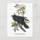 Common Raven, John audubon Postkarte (Vorderseite)