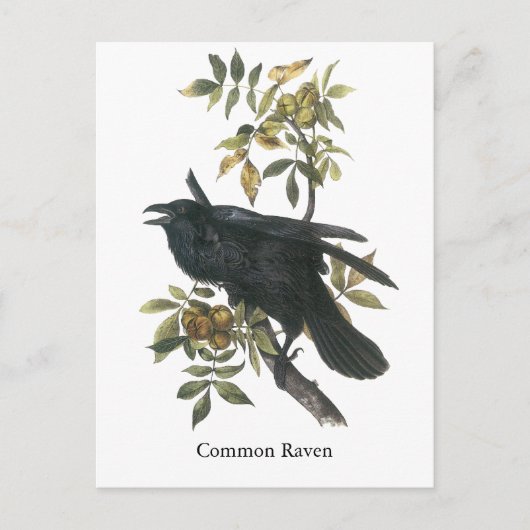 Common Raven, John audubon Postkarte (Vorderseite)