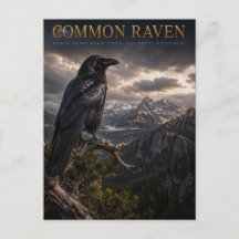 Common Raven Mountain Wilderness TIERWELT