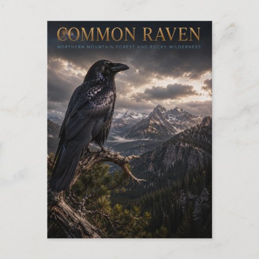 Common Raven Mountain Wilderness TIERWELT Postkarte (Vorderseite)