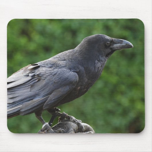 Common Raven Mousepad (Vorne)