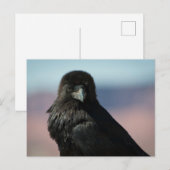 Common Raven Postkarte (Vorne/Hinten)