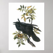 Common Raven von Audubon Poster (Vorne)