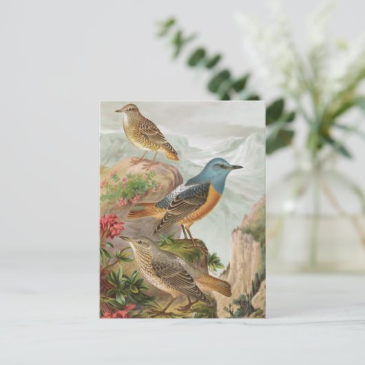 Common Rock Thrush Postkarte (Stehend Vorderseite)