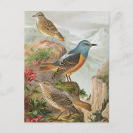 Common Rock Thrush Postkarte