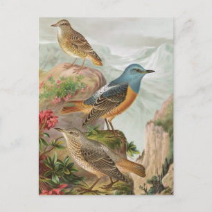 Common Rock Thrush Postkarte