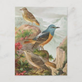 Common Rock Thrush Postkarte (Vorderseite)